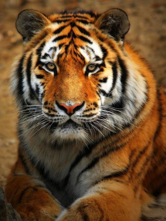 Bengal Tiger | Diamond Painting