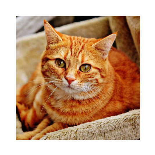 Cat | Cross Stitch Embroidery