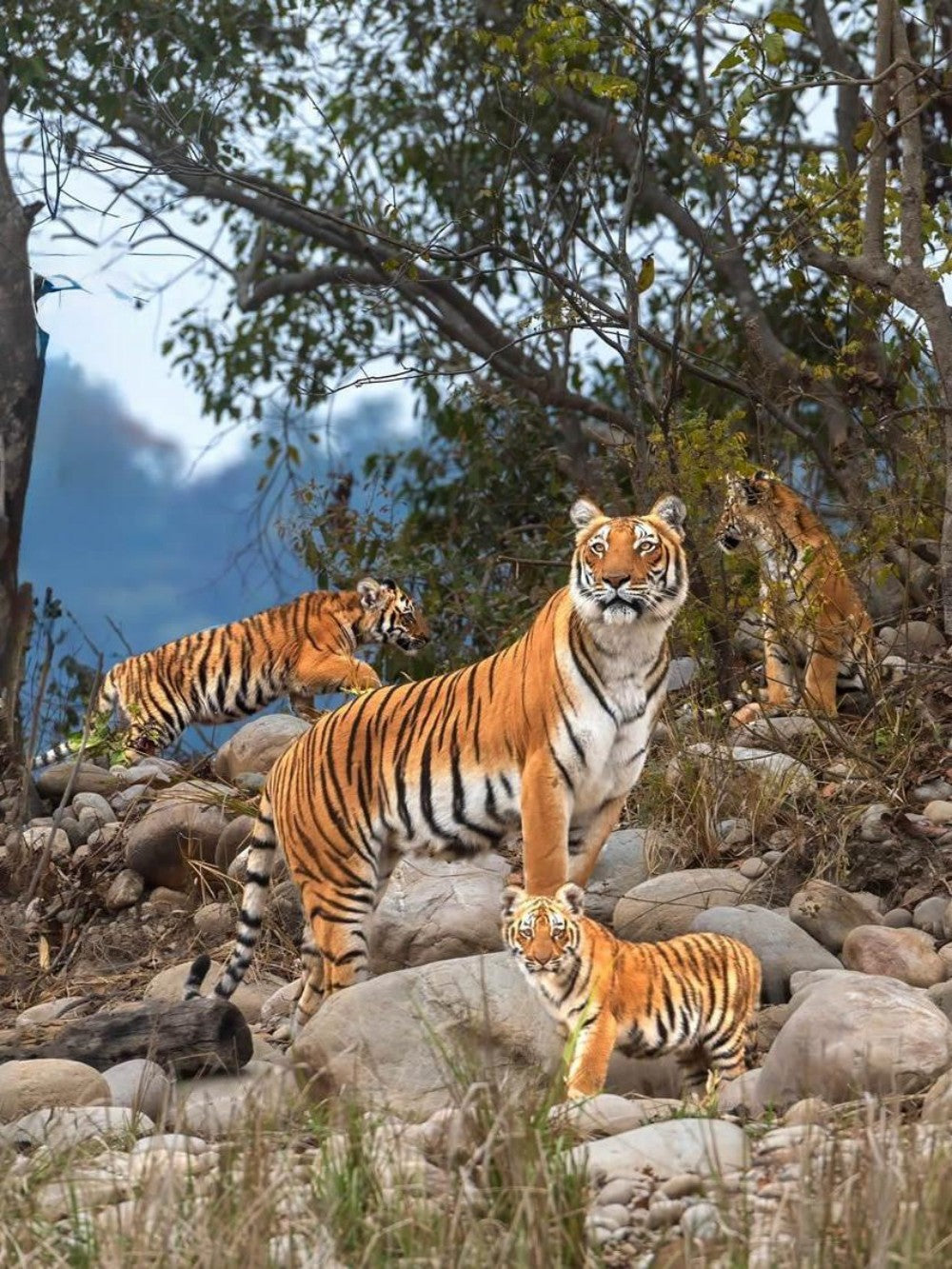 Bengal Tiger | Diamond Painting