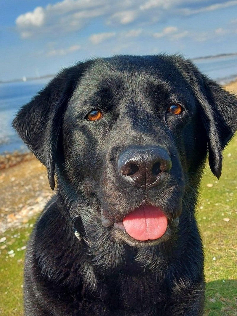 Black Labrador Dog | Diamond Painting