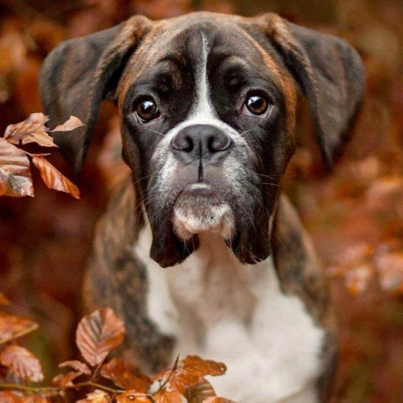 Boxer Dog | Diamond Painting