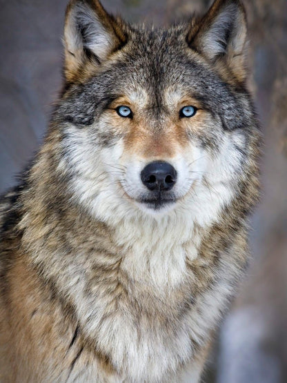 Wolf | Diamond Painting