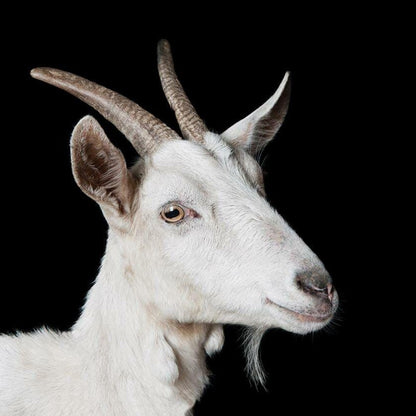 Goat | Diamond Painting