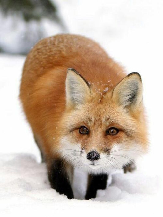 Fox | Diamond Painting