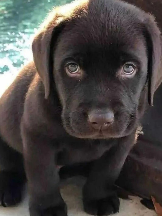 Chocolate Labrador Dog | Diamond Painting