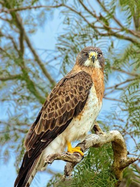 Falcon | Diamond Painting