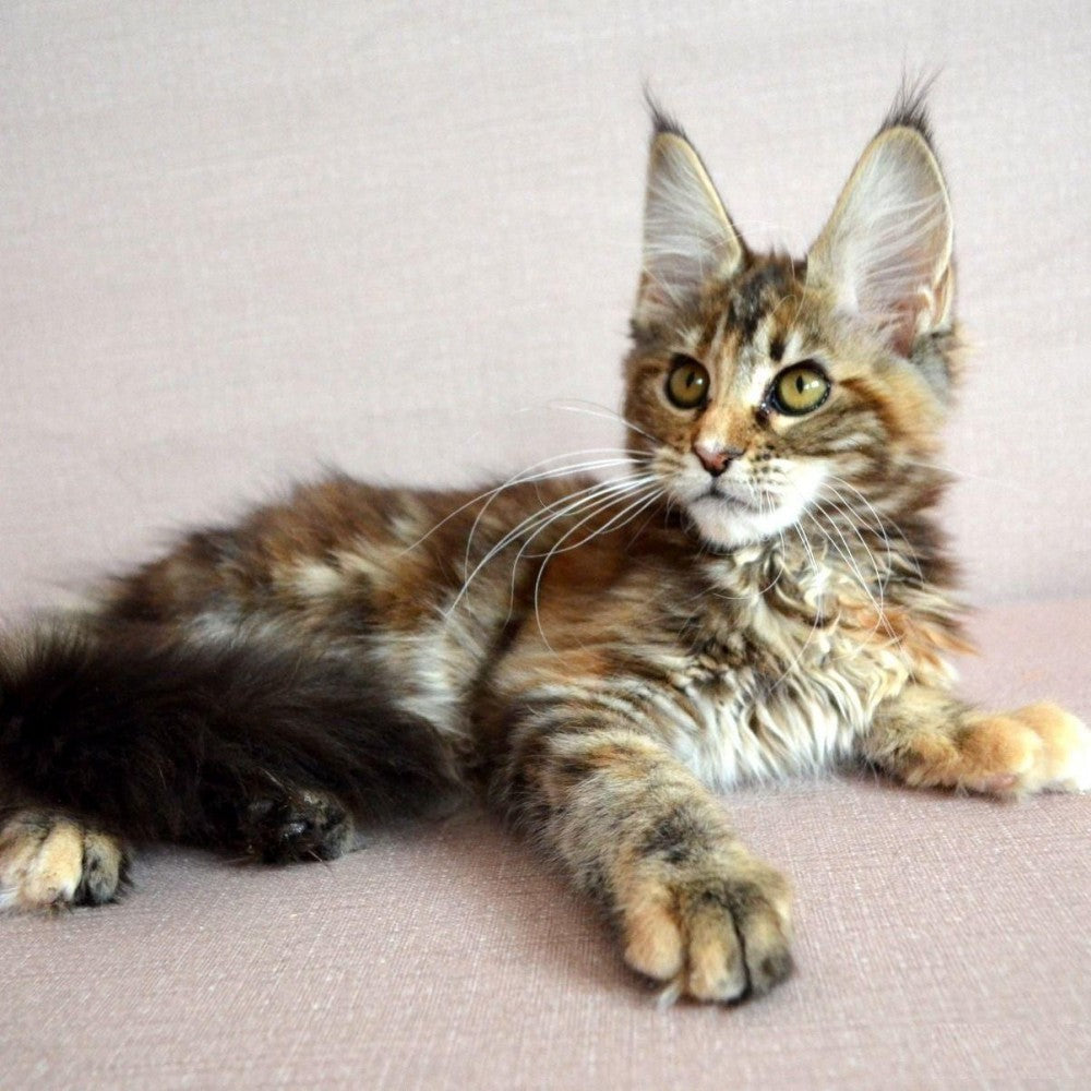 Maine Coon | Diamond Painting