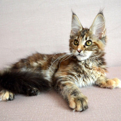 Maine Coon | Diamond Painting