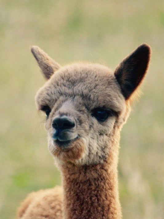 Alpaca | Diamond Painting