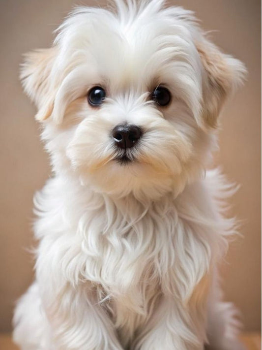 Dog Bichon Frise | Diamond Painting