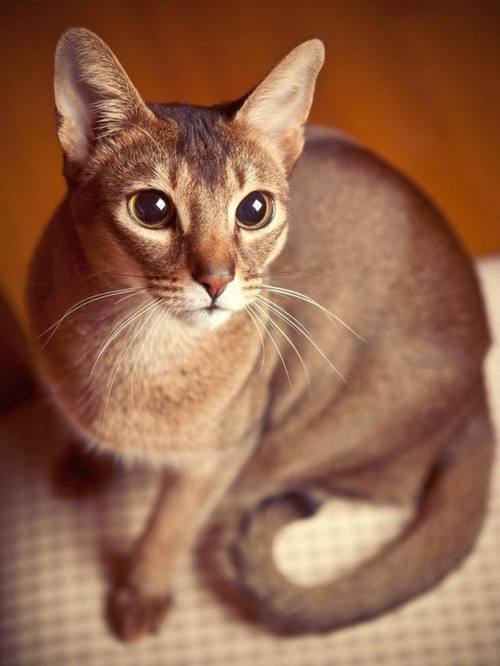 Abyssinian Cat | Diamond Painting