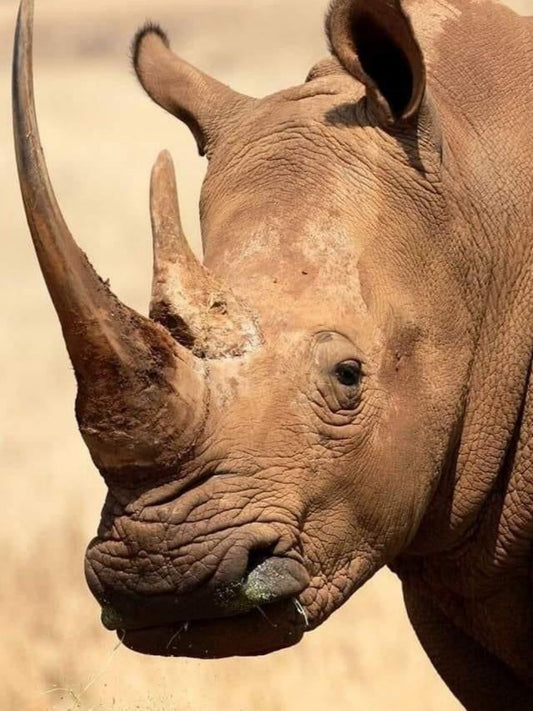 Rhino | Diamond Painting