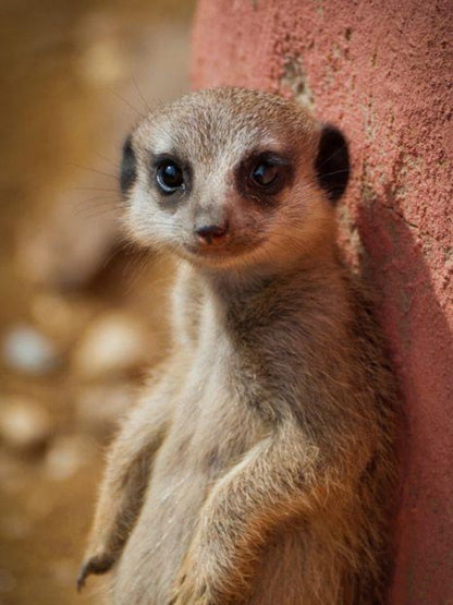 Meerkat | Diamond Painting