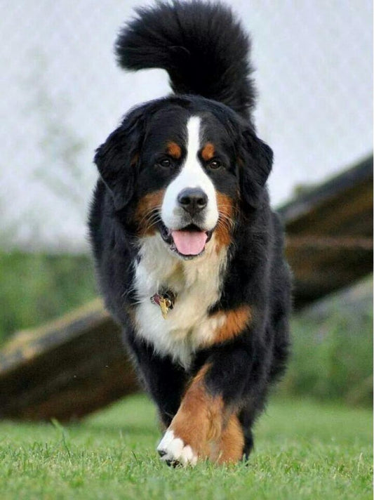 Bernese Mountain Dog | Diamond Painting