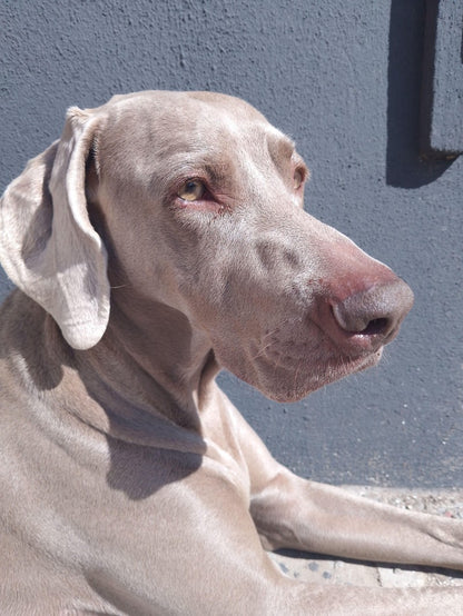Weimaraner Dog | Diamond Painting