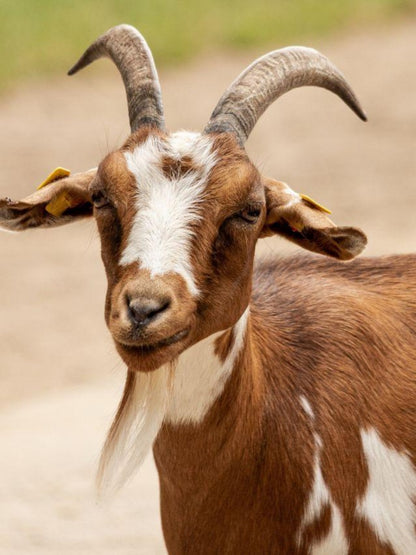 Goat | Diamond Painting
