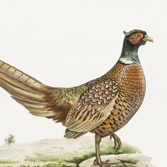 Pheasant | Diamond Painting