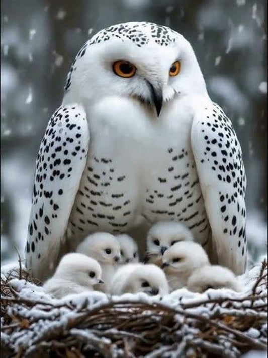 Snowy owl (White Owl) | Diamond Painting