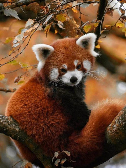 Red Panda | Diamond Painting
