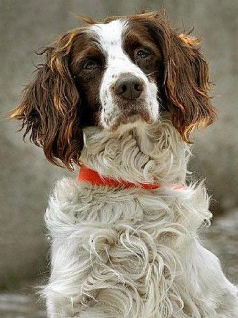 Brittany Spaniel Dog | Diamond Painting