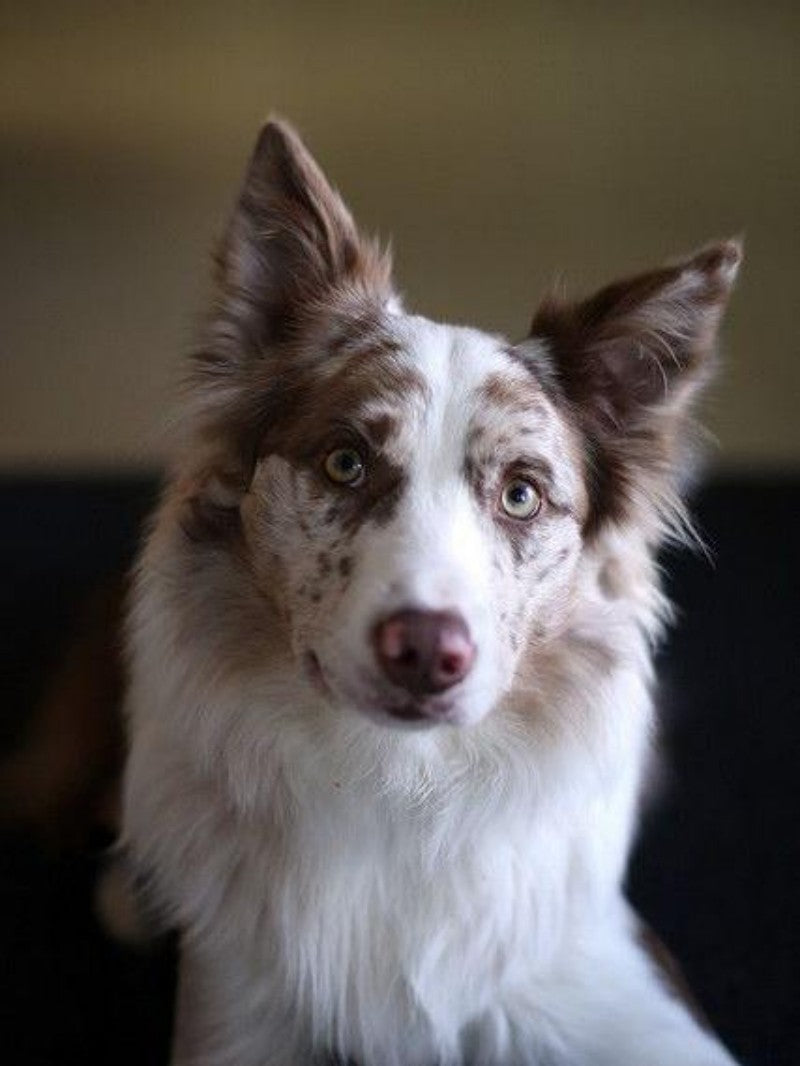 Cattle Dog (Blue Heeler) | Diamond Painting