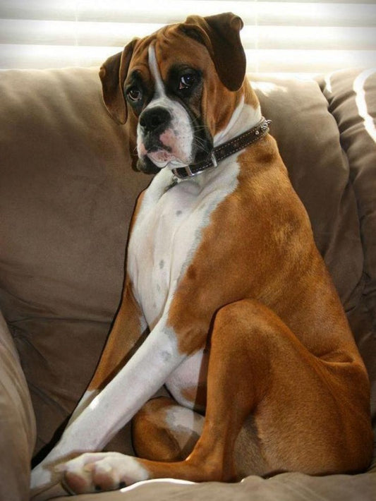 Boxer Dog | Diamond Painting