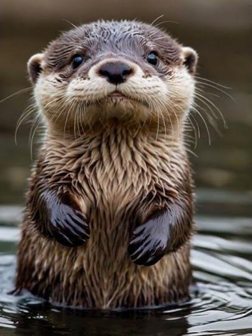 Otter | Diamond Painting