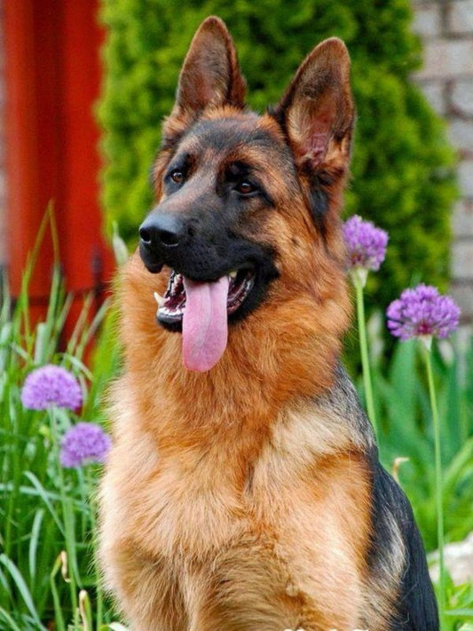 Dog German Shepherd | Diamond Painting
