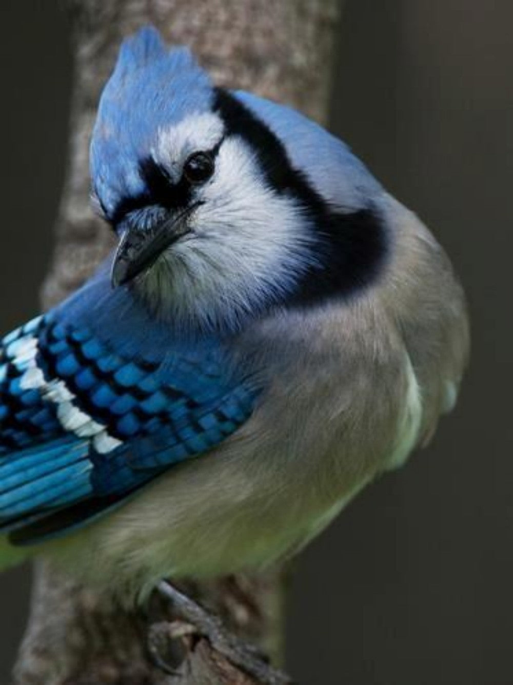 Blue Jay | Diamond Painting