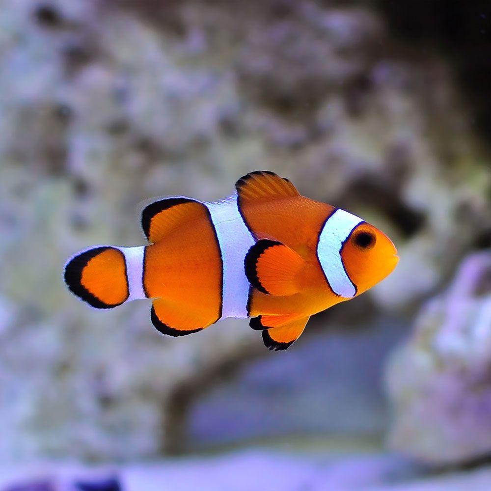 Clown Fish | Diamond Painting