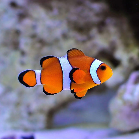 Clown Fish | Diamond Painting
