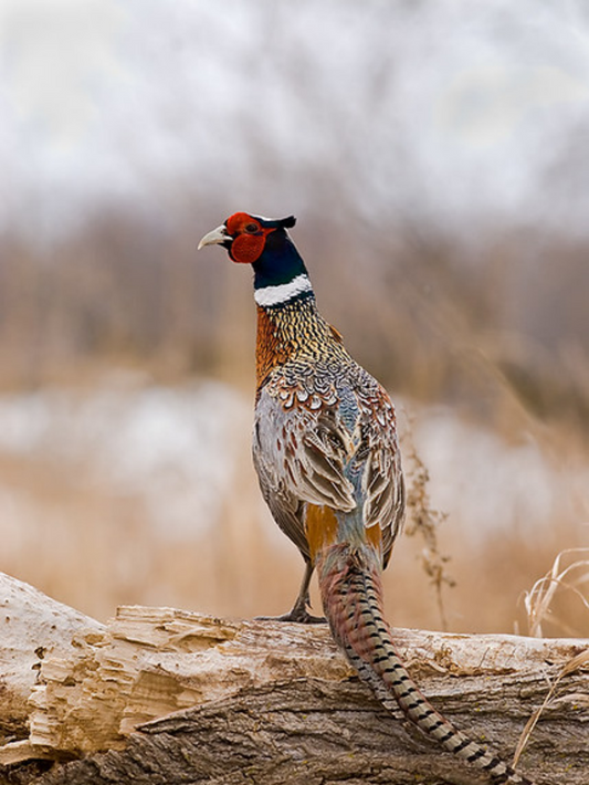 Pheasant | Diamond Painting