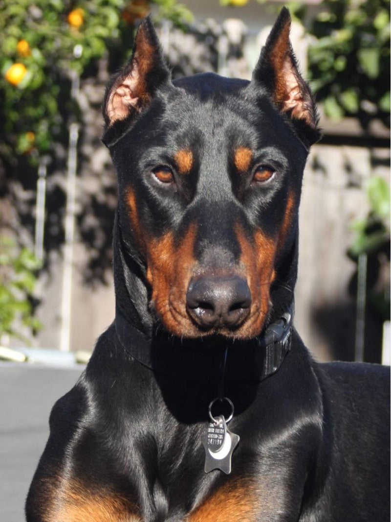 Dog Doberman | Diamond Painting