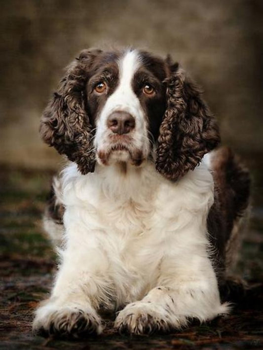 English Springer Spaniel Dog | Diamond Painting