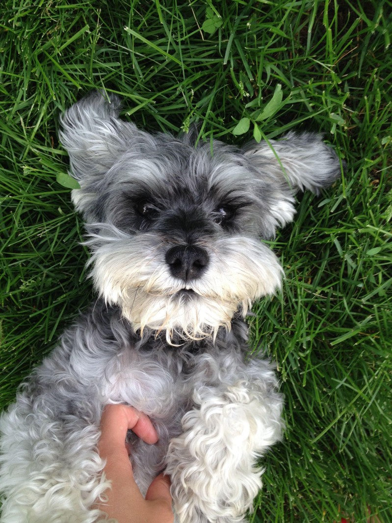 Dog Schnauzer | Diamond Painting