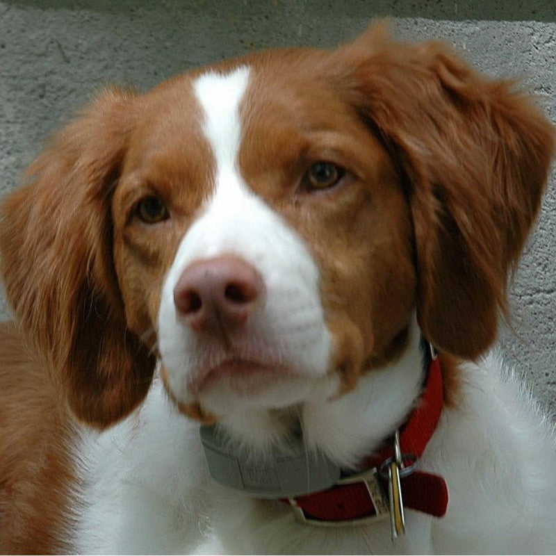 Brittany Spaniel Dog | Diamond Painting
