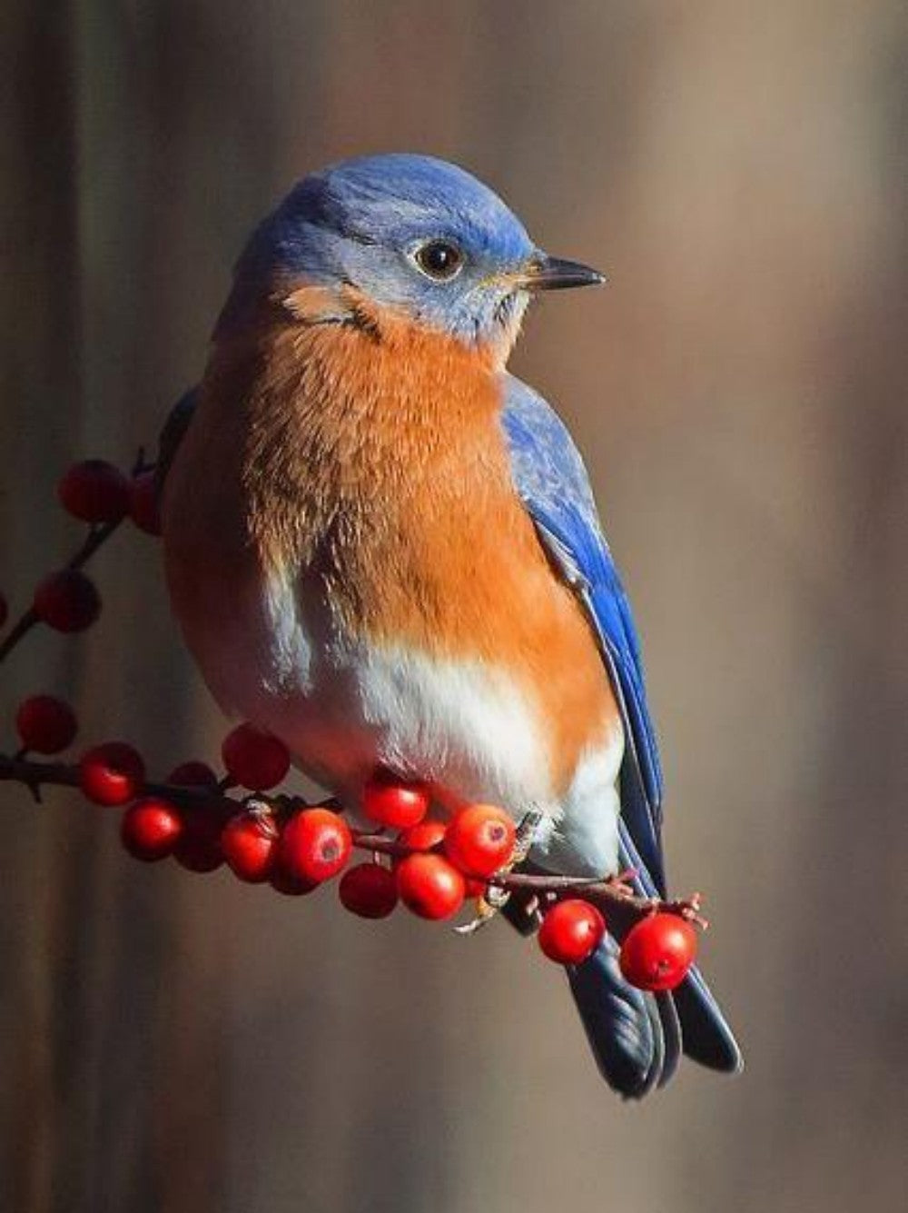 Blue Bird | Diamond Painting