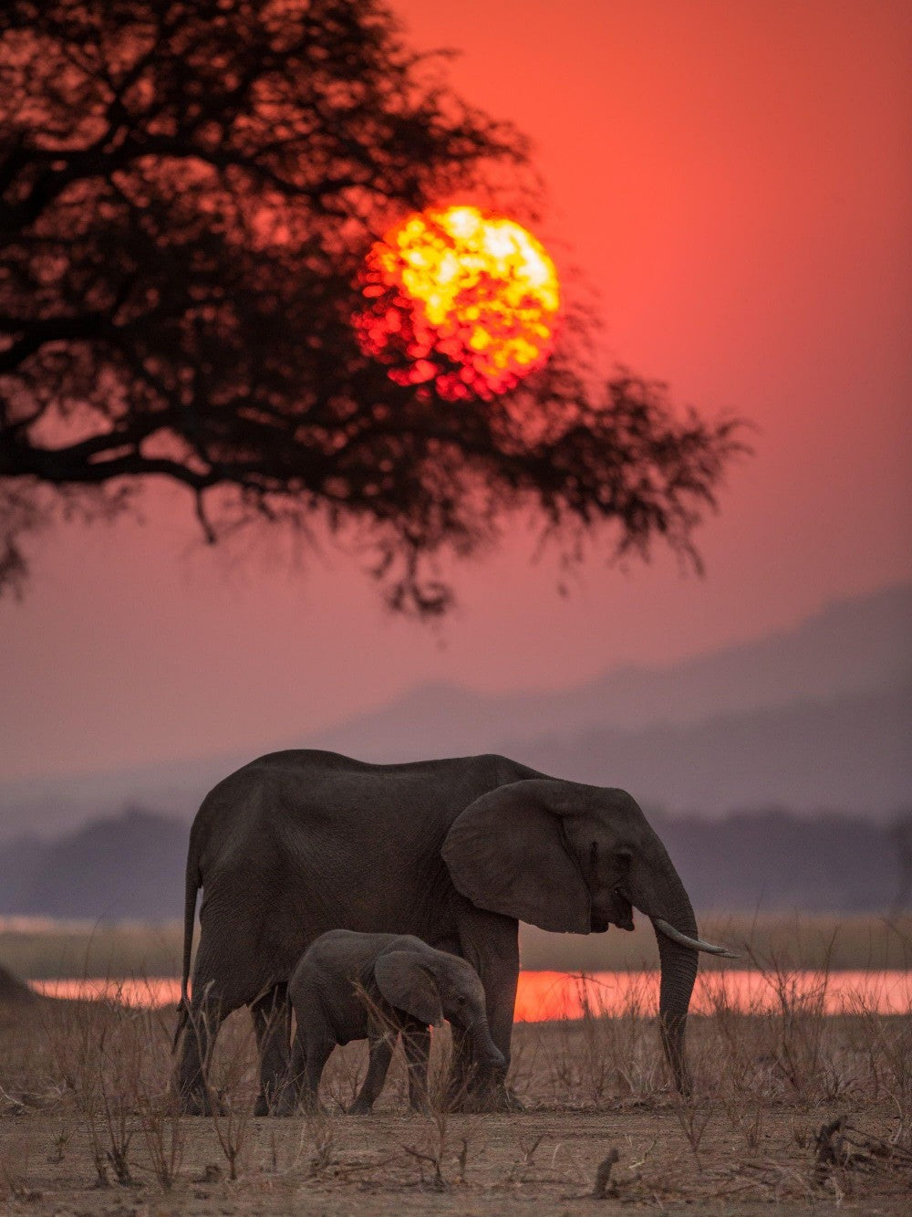 Elephant | Diamond Painting