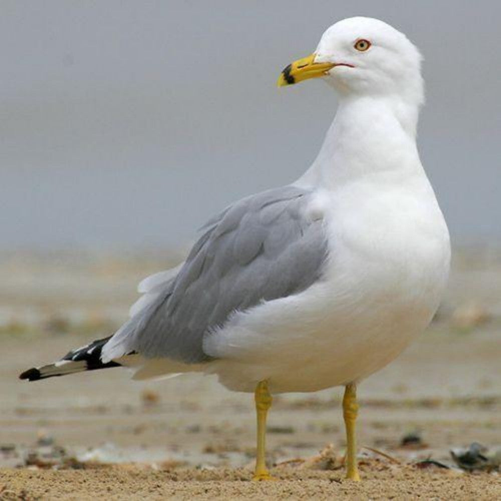 Gull | Diamond Painting