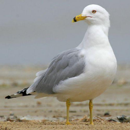 Gull | Diamond Painting