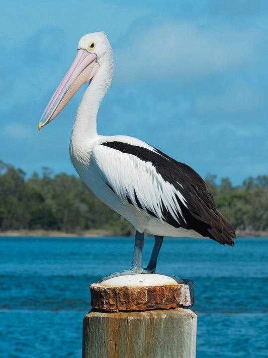 Pelican | Diamond Painting