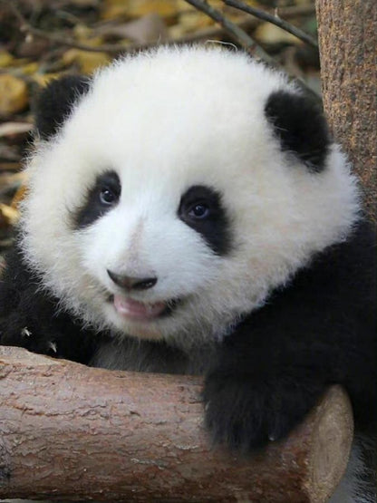 Panda | Diamond Painting