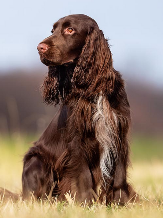 English Springer Spaniel Dog | Diamond Painting