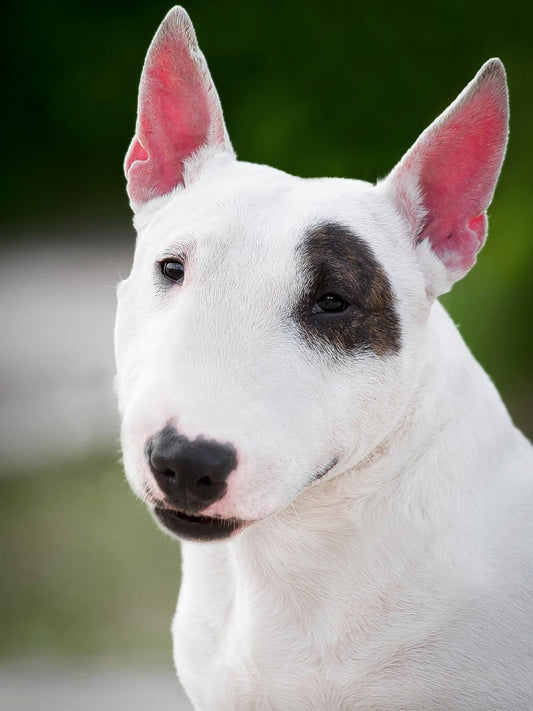 English Bull Terrier Dog | Diamond Painting