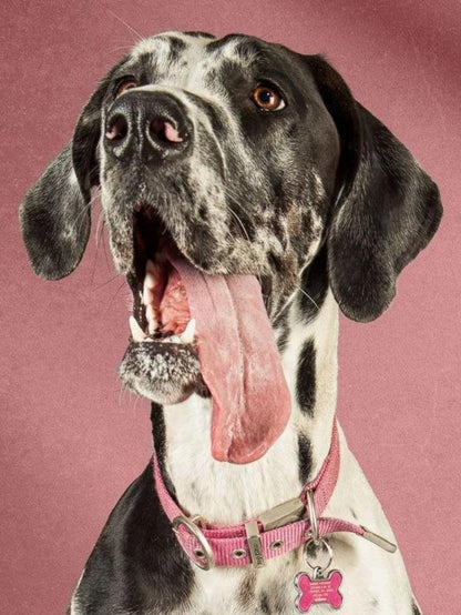 Dog Great Dane | Diamond Painting