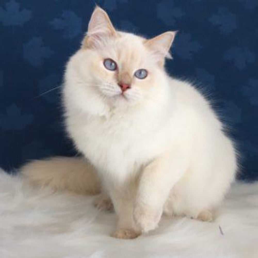 Ragdoll Cat | Diamond Painting