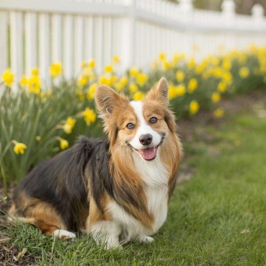 Cottage Garden Dog | Diamond Painting