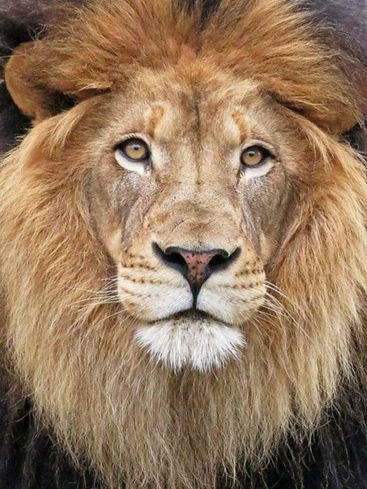 Lion | Diamond Painting