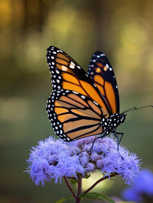 Butterfly | Diamond Painting