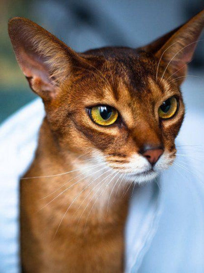 Abyssinian Cat | Diamond Painting